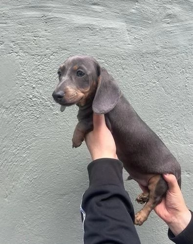 Regala dei cuccioli di Bassotto | Foto 1