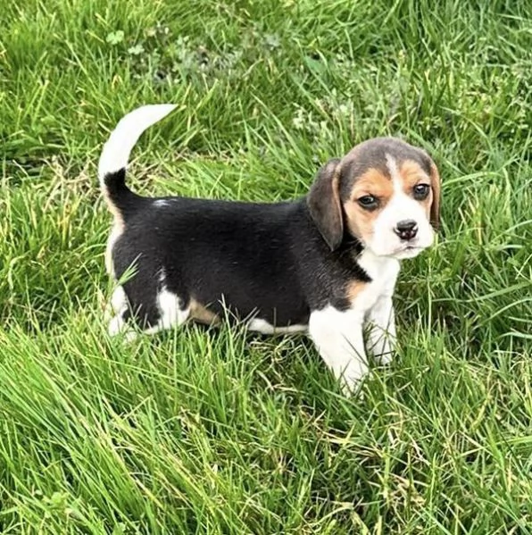 Regala dei cuccioli di Beagle