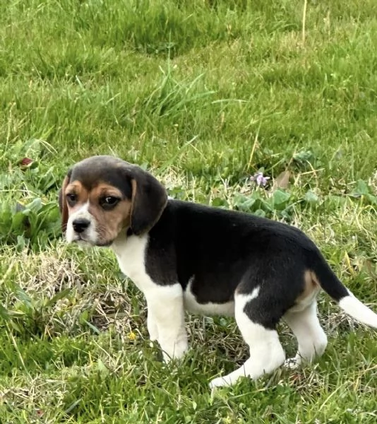 Regala dei cuccioli di Beagle | Foto 0