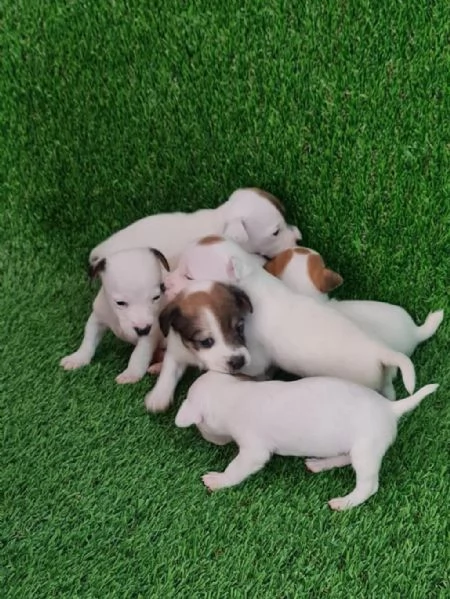 Regala dei cuccioli di Jack Russel | Foto 2