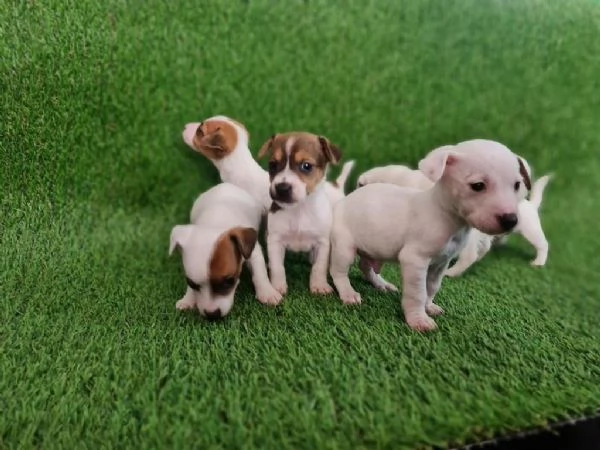 Regala dei cuccioli di Jack Russel