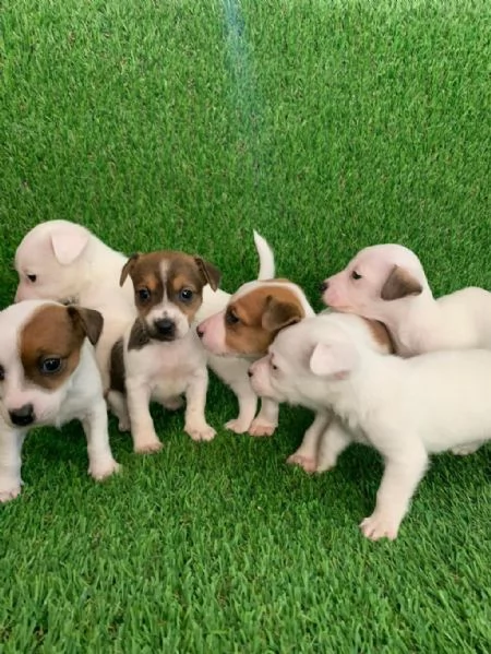 Regala dei cuccioli di Jack Russel | Foto 1