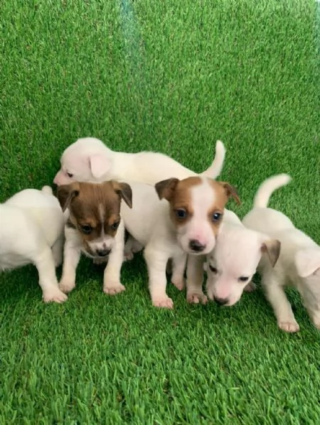 Regala dei cuccioli di Jack Russel | Foto 0