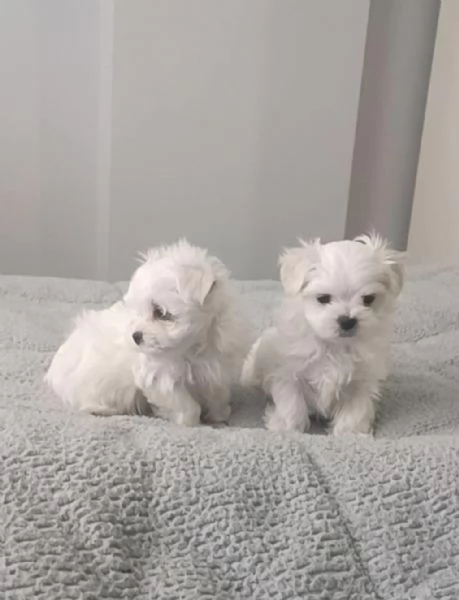 Regala dei cuccioli di Maltese | Foto 2