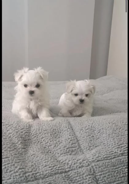 Regala dei cuccioli di Maltese | Foto 0