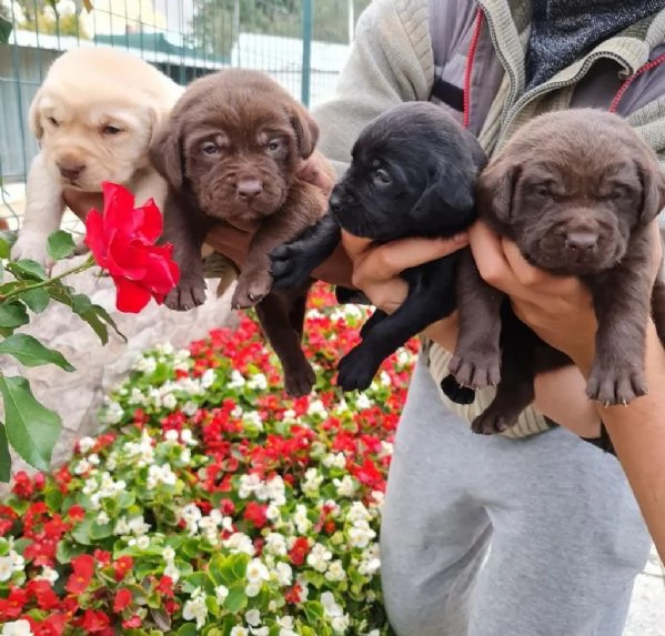 Regala dei cuccioli di Labrador | Foto 2