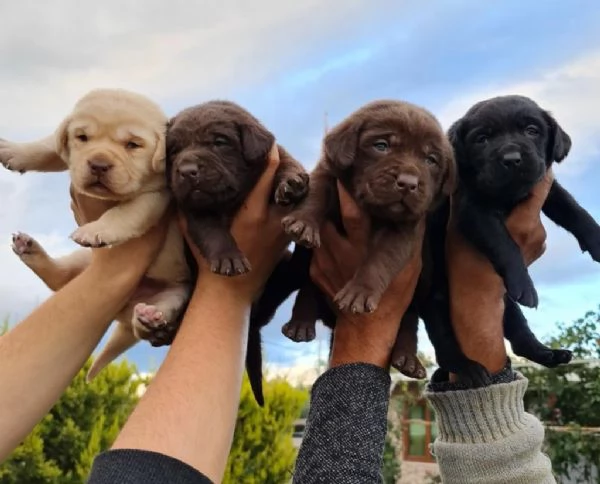 Regala dei cuccioli di Labrador