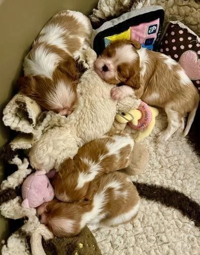 Regala dei cuccioli di Cavalier King