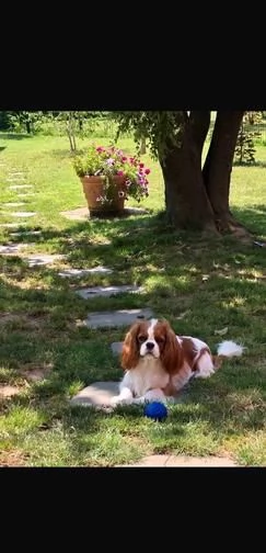 Regala dei cuccioli di Cavalier King | Foto 0