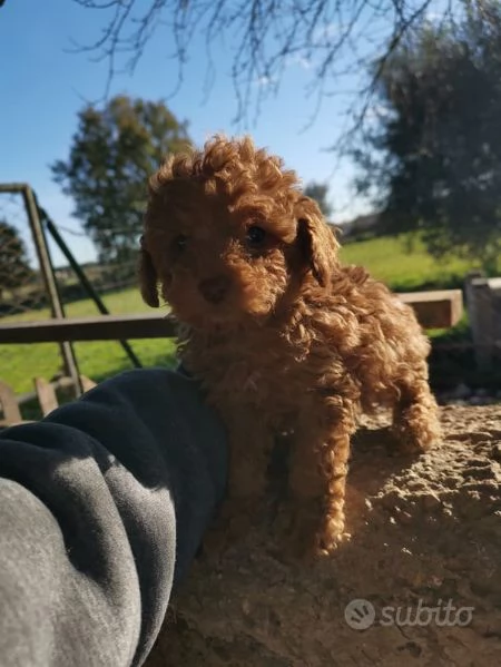 Regalo dei cuccioli di Barboncini toy | Foto 2