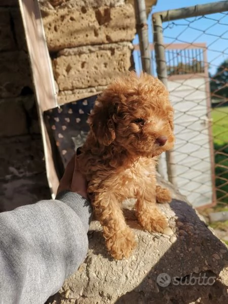 Regalo dei cuccioli di Barboncini toy