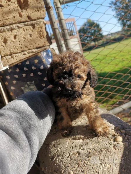 Regalo dei cuccioli di Barboncini toy | Foto 0