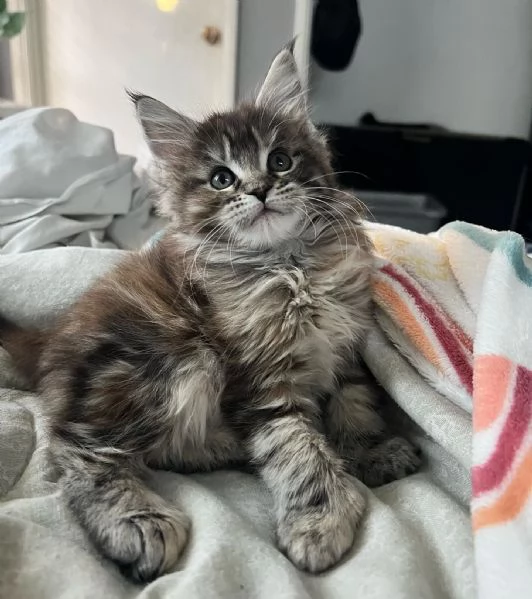 Cucciola di razza Maine Coon