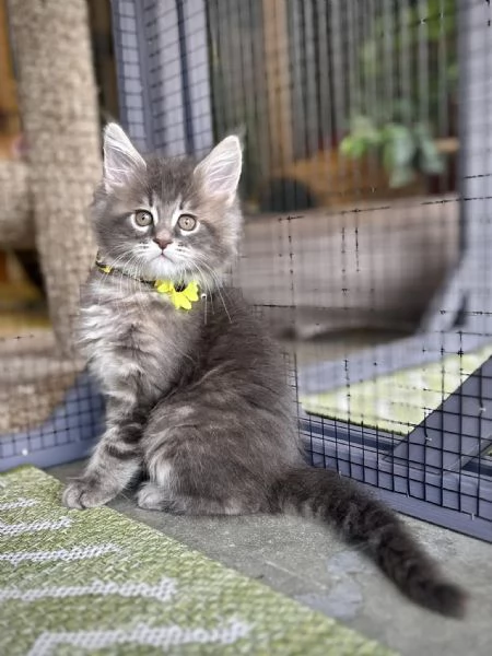 Maine Coon cuccioli