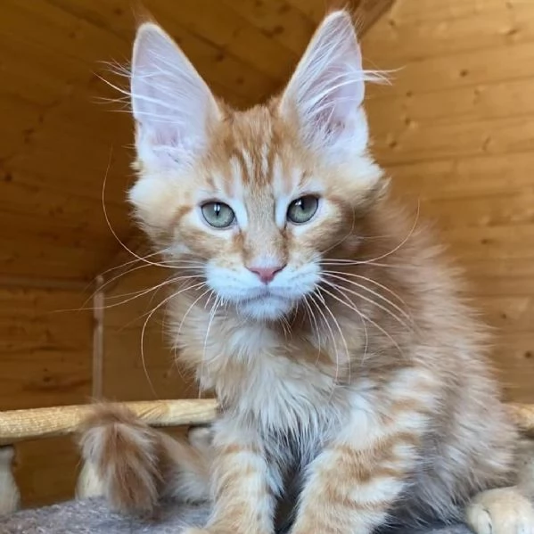 Maine coon cuccioli 