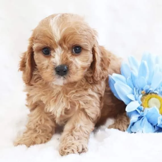 Regalo di Natale Bellissimo Maltipoo