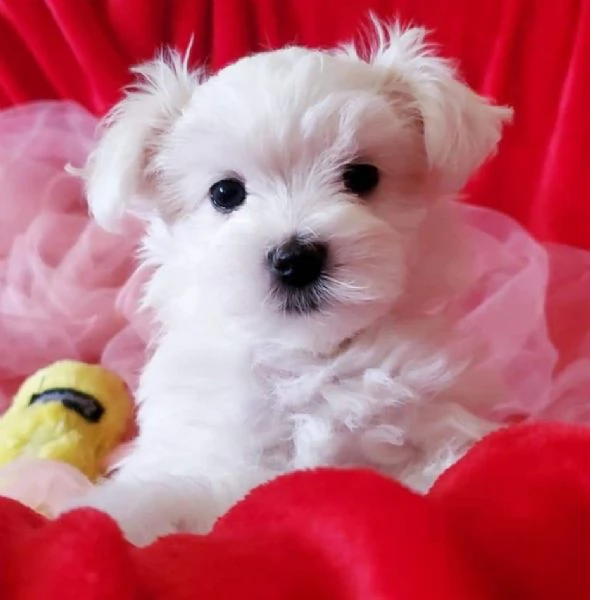 Cuccioli Maltesi in Adozione MaschioFemmina | Foto 0