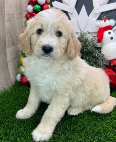 Carino e adorabile Goldendoodle | Foto 0