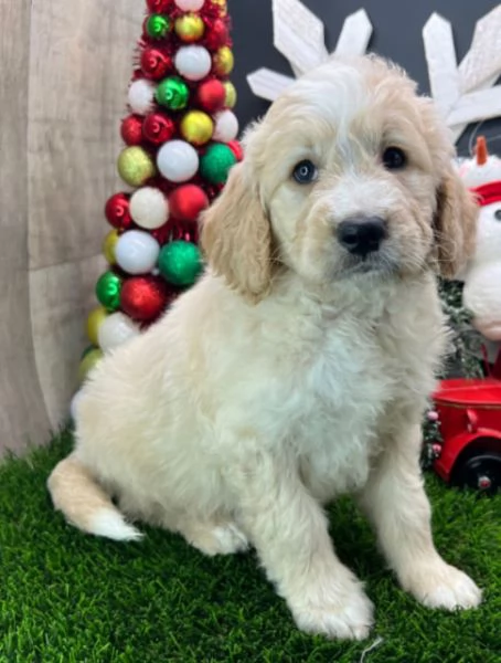 Carino e adorabile Goldendoodle