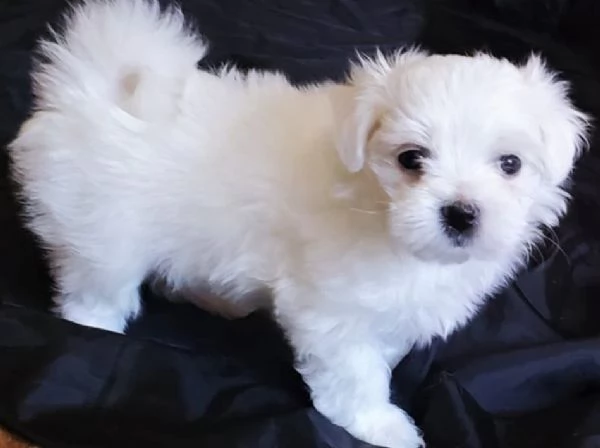 cucciolo maltese