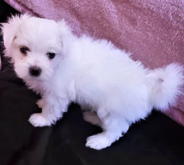 cucciolo maltese | Foto 0