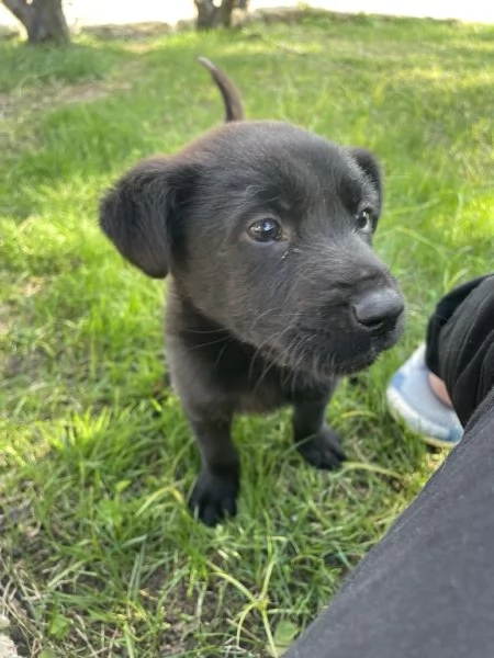 Regalo cagnolino in provincia di LeccePuglia Pronto per fine novembre