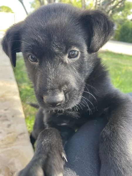 Regalo cagnolino in provincia di LeccePuglia Pronto per fine novembre | Foto 1