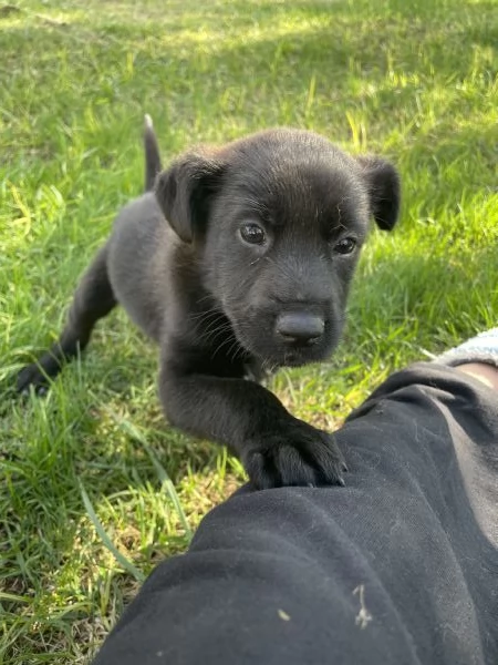 Regalo cagnolino in provincia di LeccePuglia Pronto per fine novembre | Foto 0