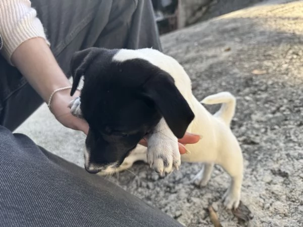 Cuccioli di jack russel