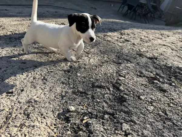 Cuccioli di jack russel | Foto 2