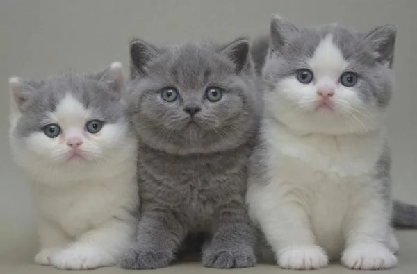 Due cucciole british shorthair