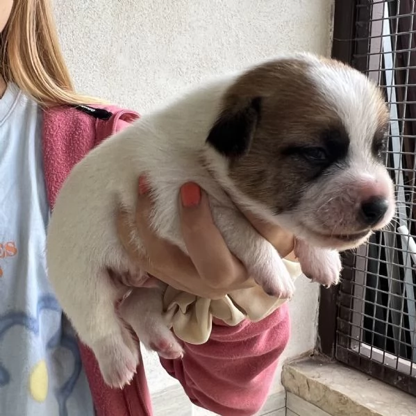 Bellissimi cuccioli di puro Jack Russell