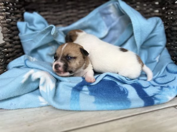 Bellissimi cuccioli di puro Jack Russell | Foto 3