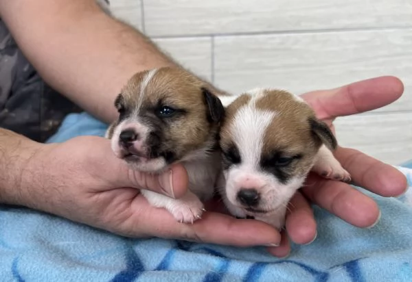 Bellissimi cuccioli di puro Jack Russell | Foto 2