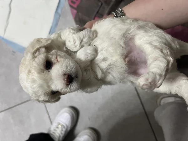 Vendo cuccioli di maltese  | Foto 1