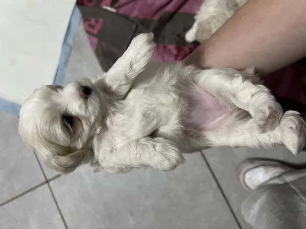 Vendo cuccioli di maltese  | Foto 0