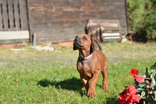 Cuccioli Rhodesian Ridgeback con pedigree | Foto 6