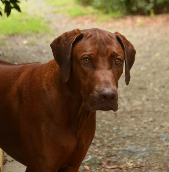 Cuccioli Rhodesian Ridgeback con pedigree | Foto 5