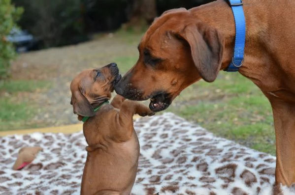 Cuccioli Rhodesian Ridgeback con pedigree | Foto 4