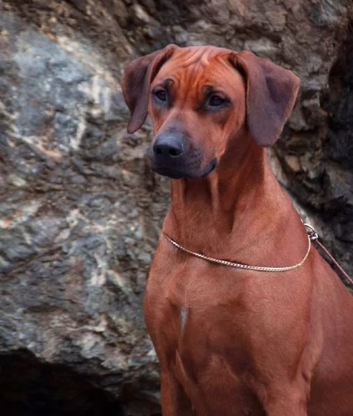 Cuccioli Rhodesian Ridgeback con pedigree | Foto 3