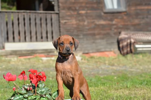 Cuccioli Rhodesian Ridgeback con pedigree | Foto 2