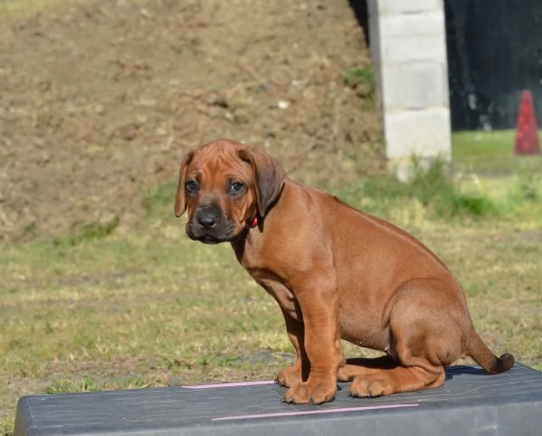 Cuccioli Rhodesian Ridgeback con pedigree | Foto 1