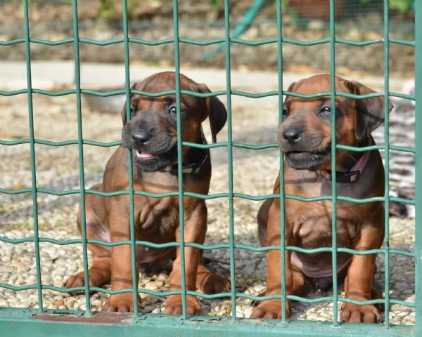 Cuccioli Rhodesian Ridgeback con pedigree | Foto 0