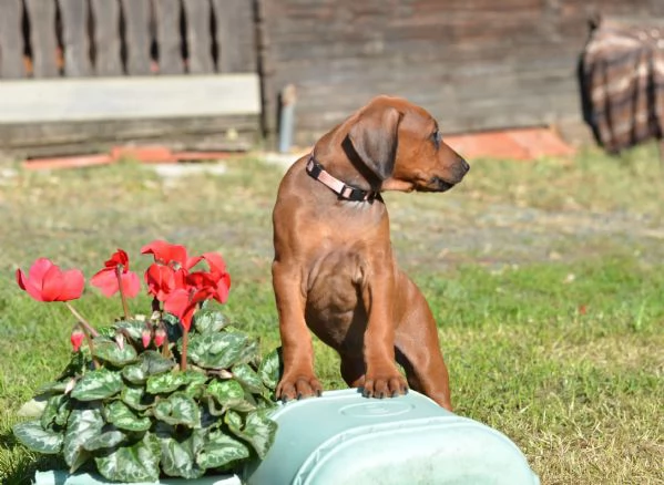 Cucciolo di Rhodesian Ridgeback | Foto 6