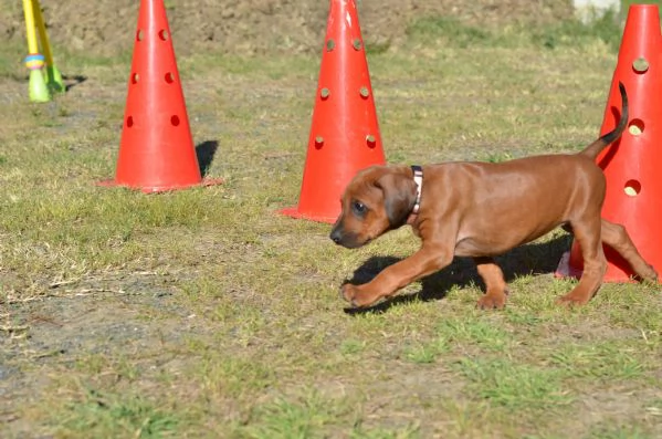 Cucciolo di Rhodesian Ridgeback | Foto 5