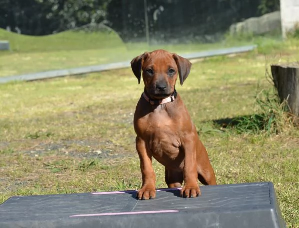 Cucciolo di Rhodesian Ridgeback | Foto 3