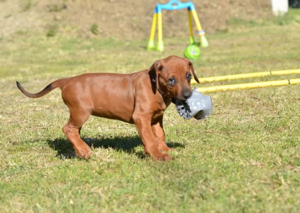 Cucciolo di Rhodesian Ridgeback | Foto 2