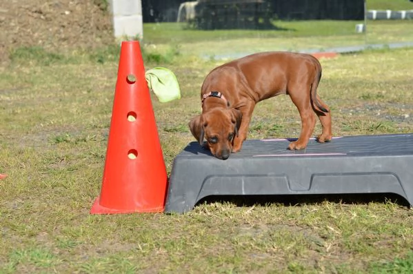 Cucciolo di Rhodesian Ridgeback | Foto 1