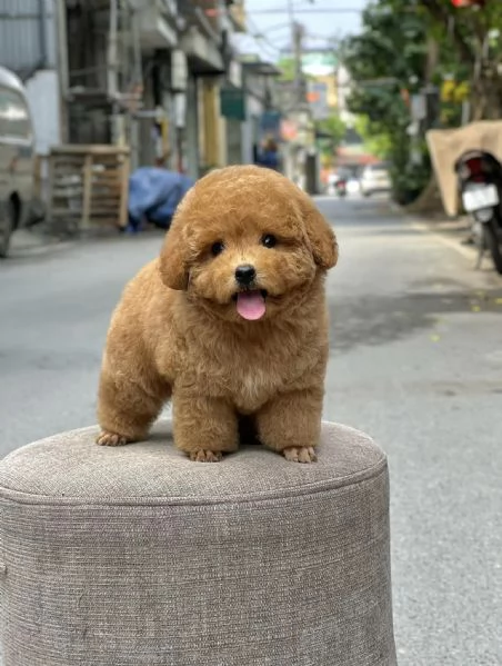 Barboncini toy nani cuccioli | Foto 0