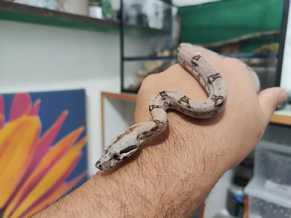 Boa constrictor imperator piu teca